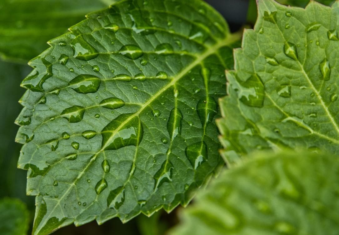 Nature's Hydration: Water droplets on a green leaf