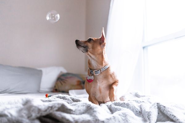 How to Make Your Living Space More Pet-Friendly
