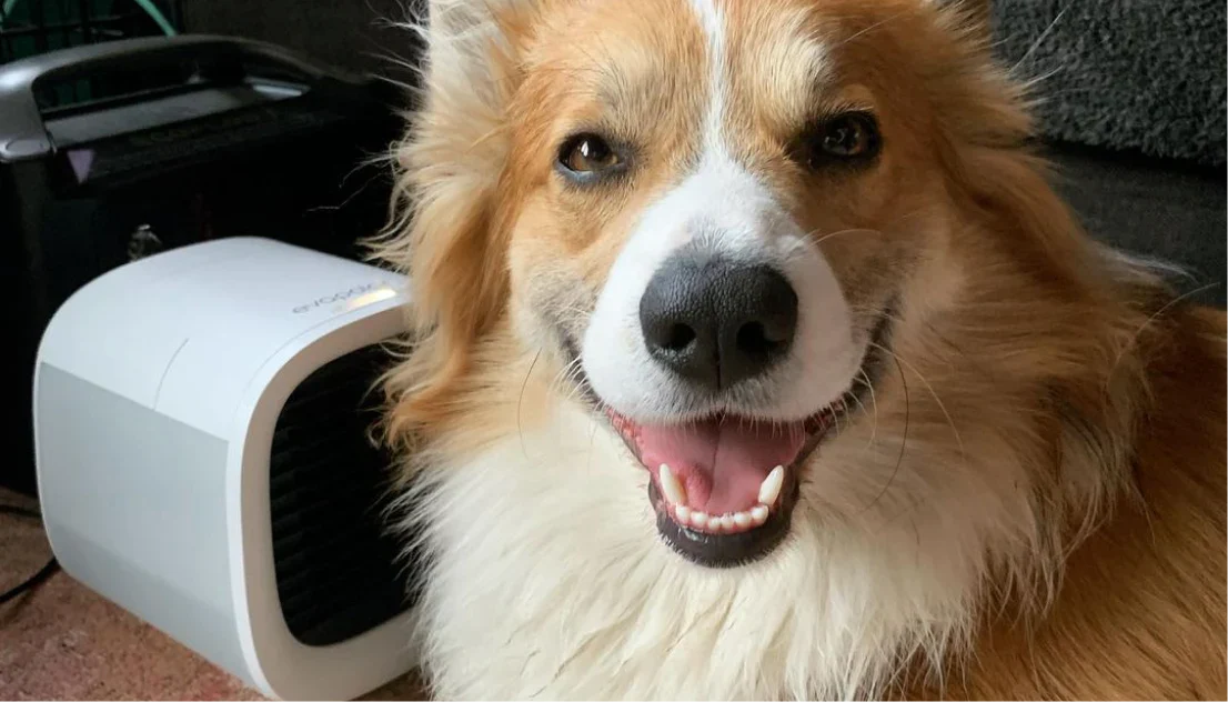 Cooling Solutions for Pets at Home in Summer