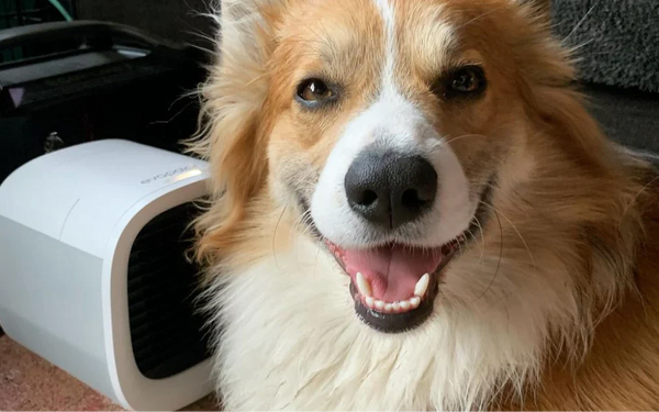 Cooling Solutions for Pets at Home in Summer