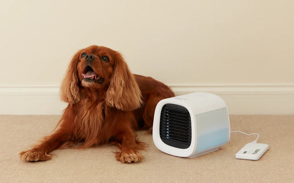 Cooling Solutions for Pets at Home in Summer