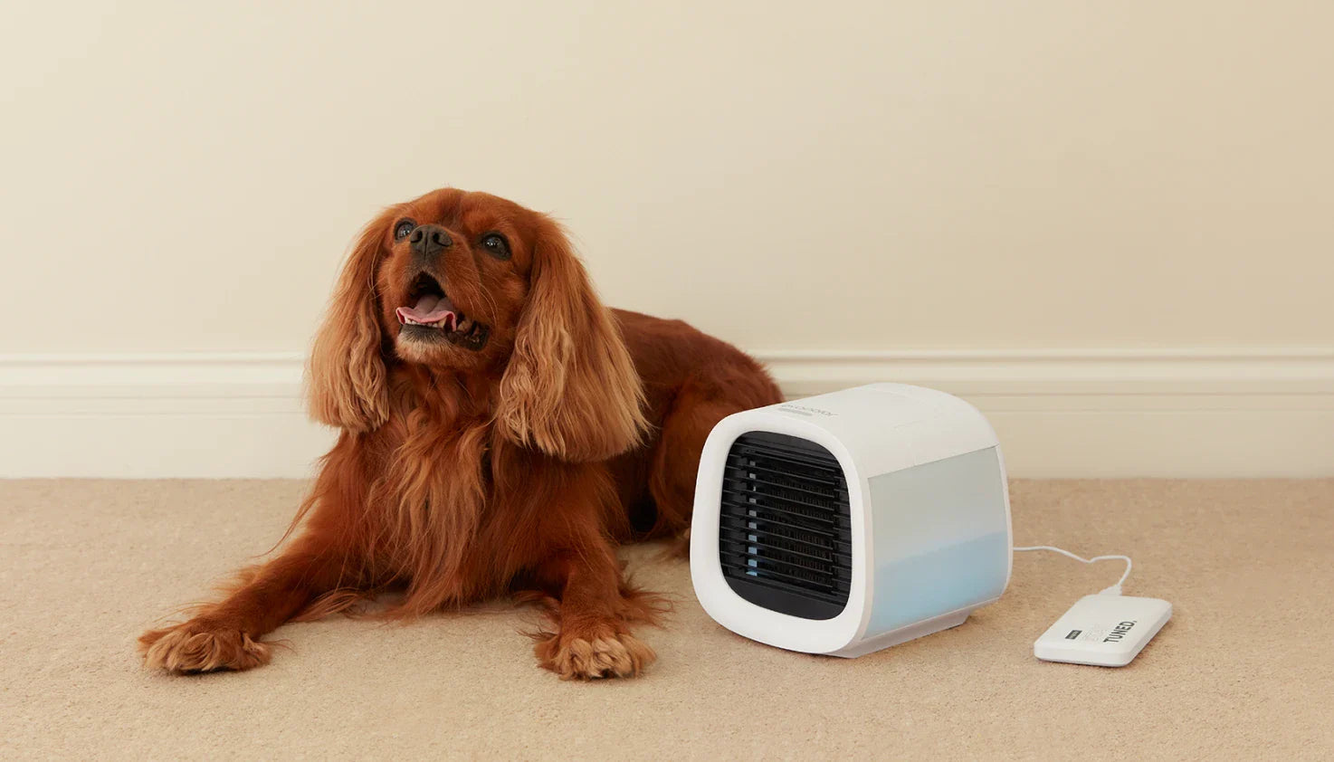 Cooling Solutions for Pets at Home in Summer