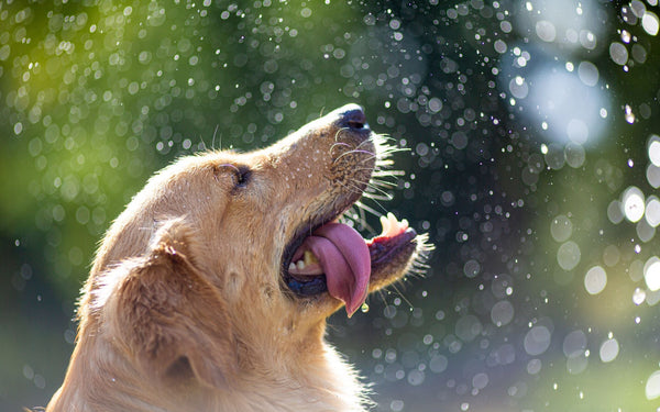 Top 4 Best Dog House Air Conditioners