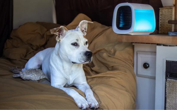 How to Cool Down a Dog: Emergency Steps, Prevention, and Breed-Specific Risks