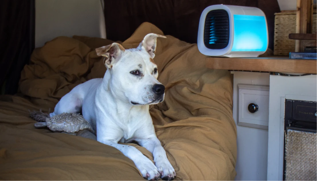 How to Cool Down a Dog: Emergency Steps, Prevention, and Breed-Specific Risks