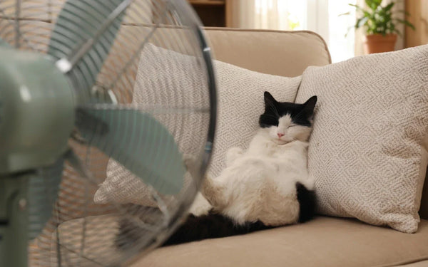 Is Sleeping with a Fan On Bad for You? What Science Actually Says