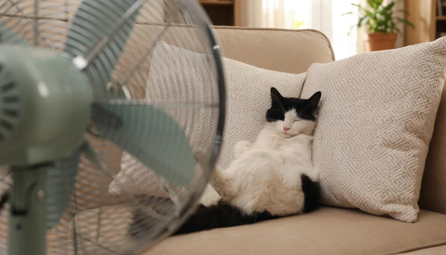 Is Sleeping with a Fan On Bad for You? What Science Actually Says
