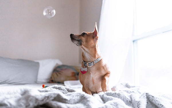How to Make Your Living Space More Pet-Friendly