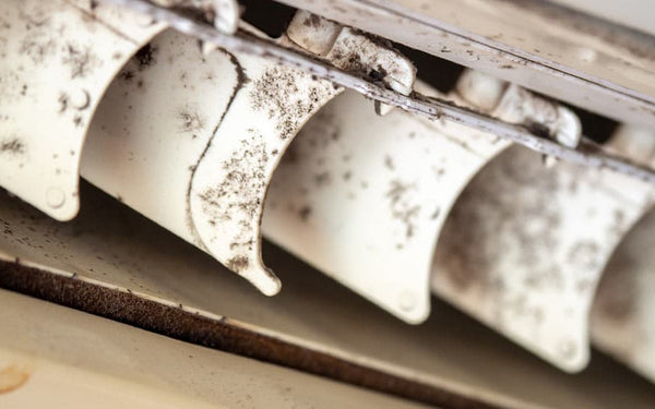 Black Mold in the Air Conditioners: How To Remove and Prevent